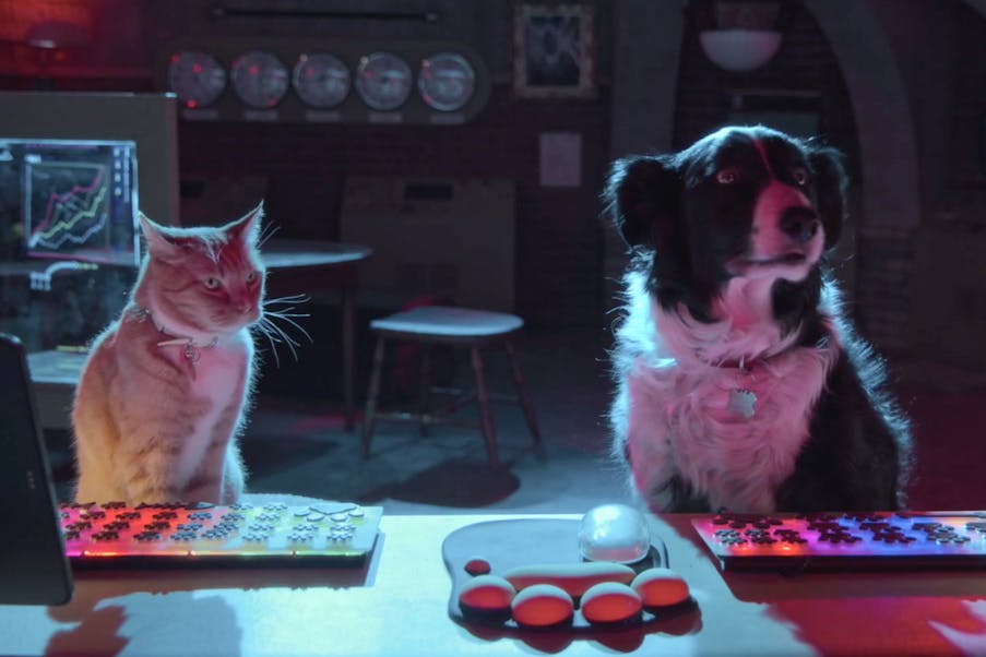 cats dogs 3 paws unite ritz cinemas