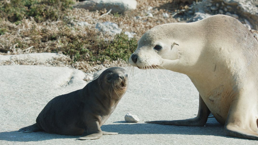 Sea Lions: Life By A Whisker - Ritz Cinemas