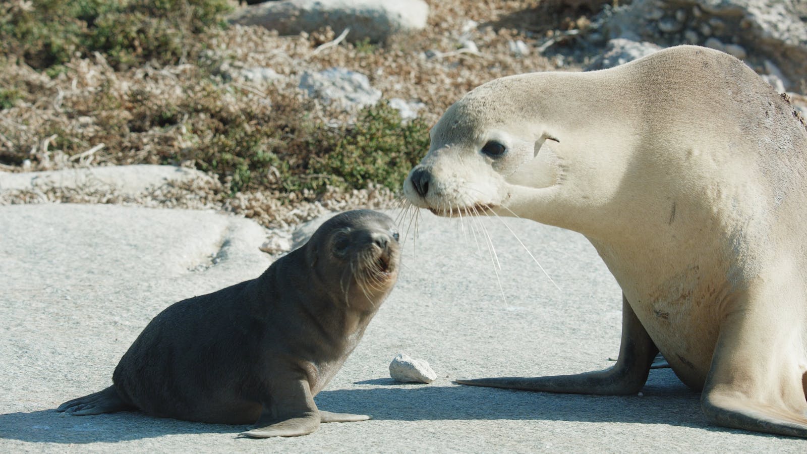 Sea Lions Life By A Whisker Ritz Cinemas